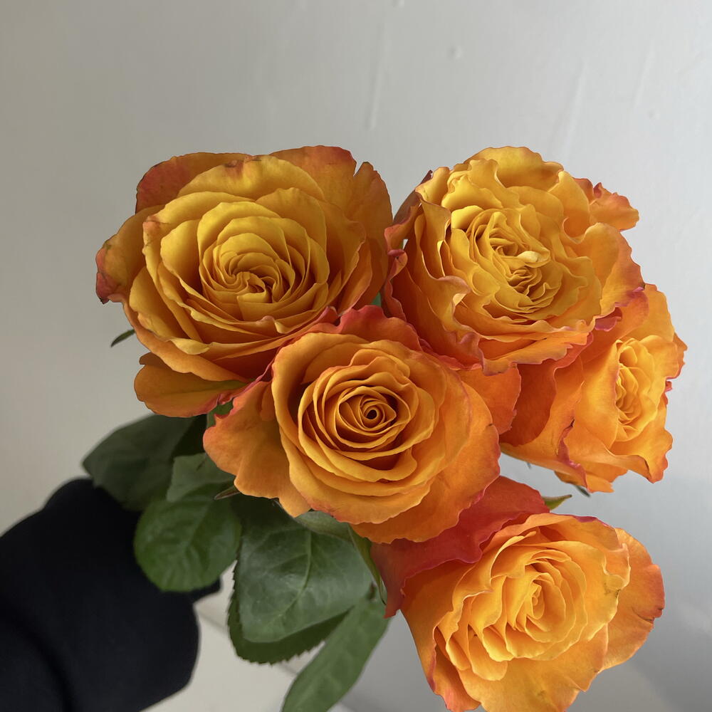 Розы рыжие 🧡5