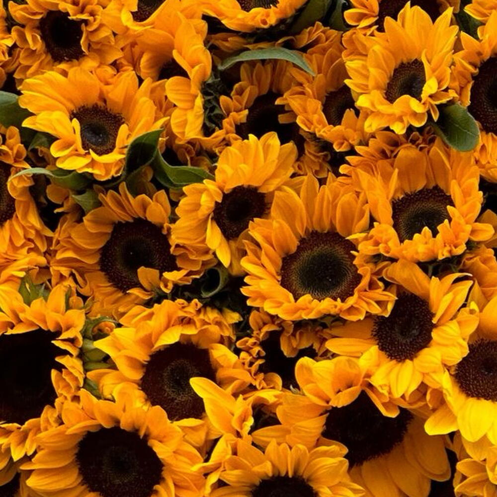 Букет из подсолнух 🌻