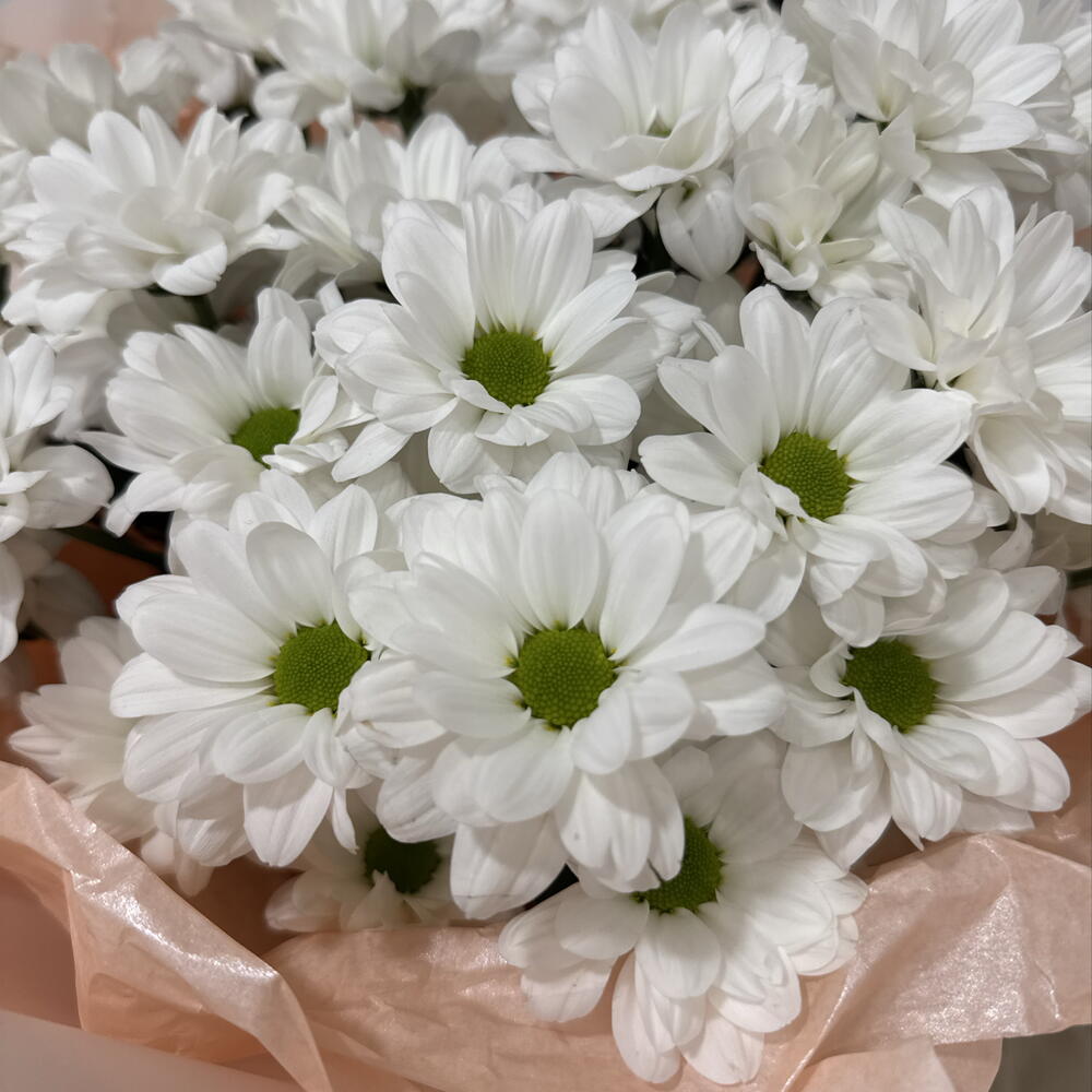 Букет Ромашки 🌸