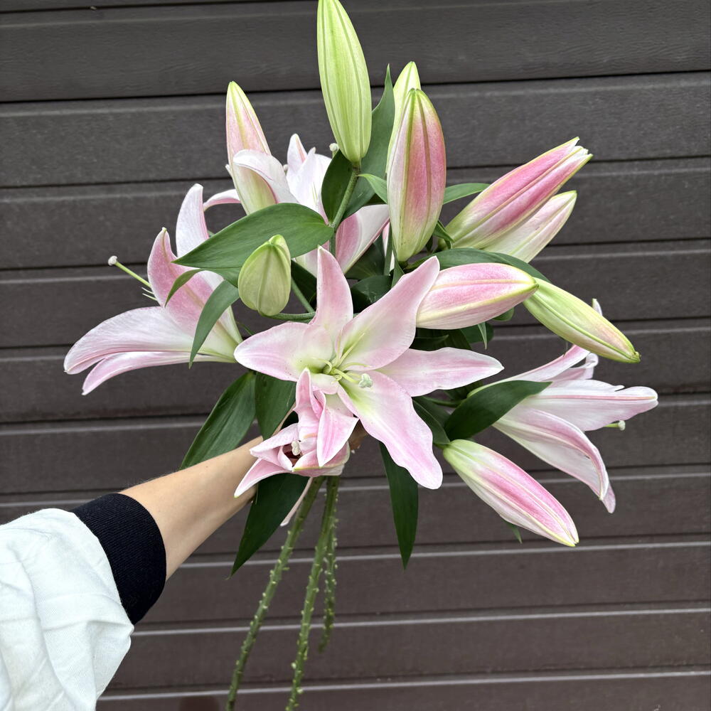 🌸 Элегантность в каждом лепестке: три розовые лилии, связанные лаконичной лентой
