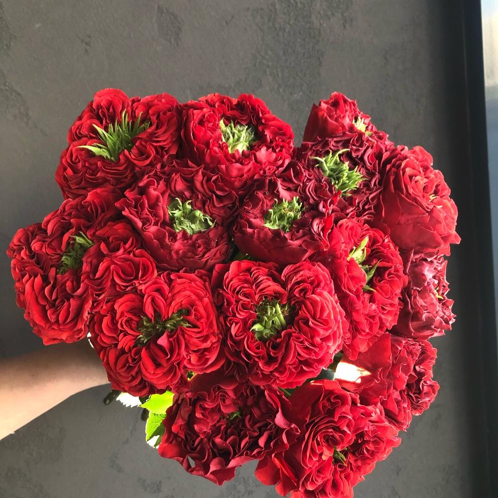 Rose red eye
