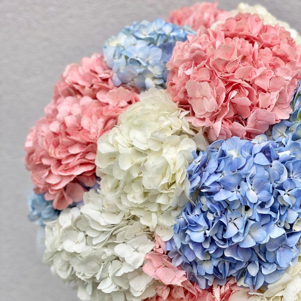 Большой букет из гортензии, Цветы и подарки в Анапе, купить по цене ...