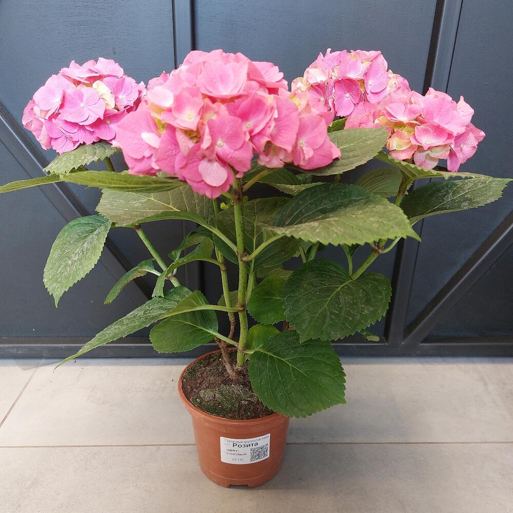Гортензия крупнолистная Розита, Live Plants Moscow, buy at a price of ...