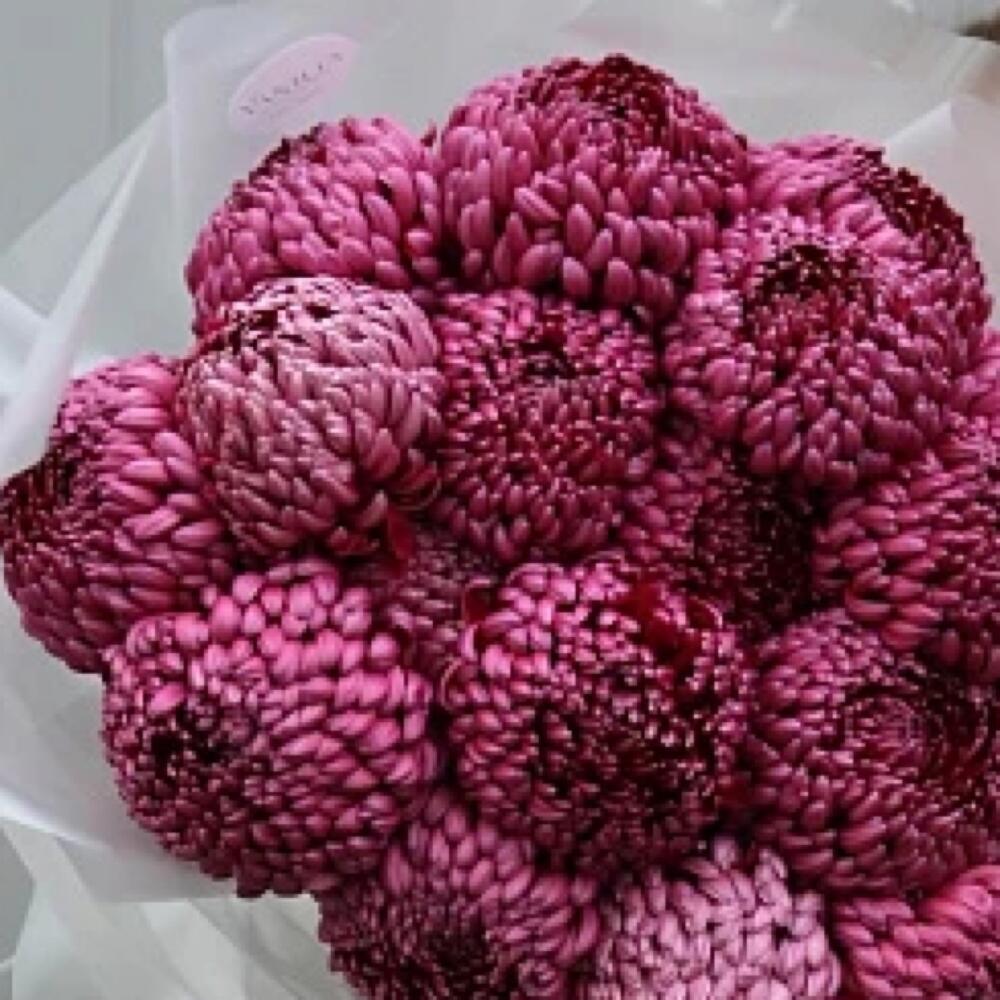 Невероятные Хризантемы 😍 бигуди