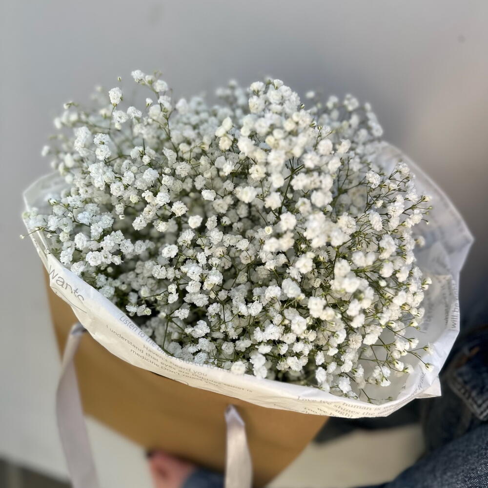 Countess Gypsophila (in a craft package)