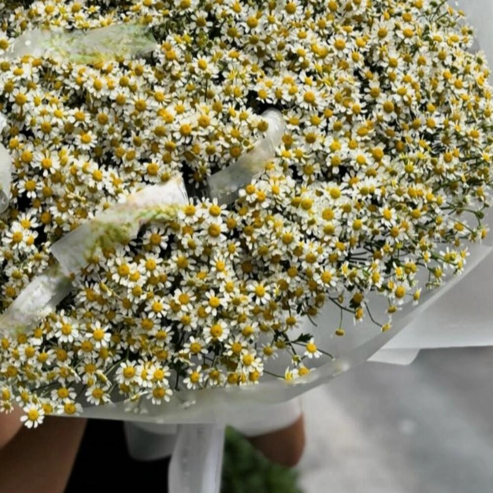 Большой букет кустовых полевых ромашек