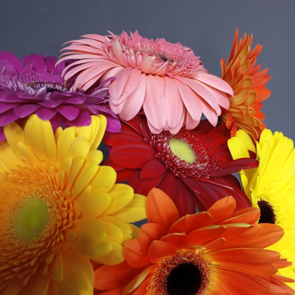 Bouquet 7 Gerber
