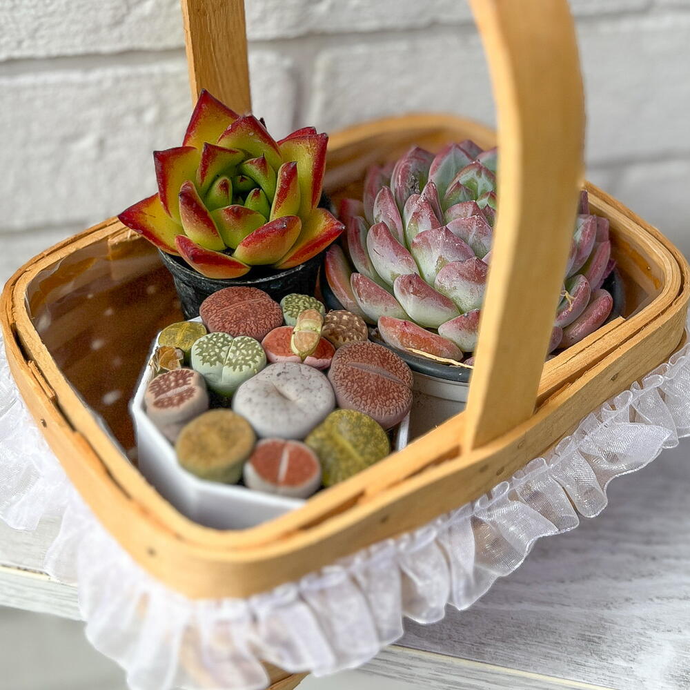 Цветы в горшках ( суккуленты в корзинке)