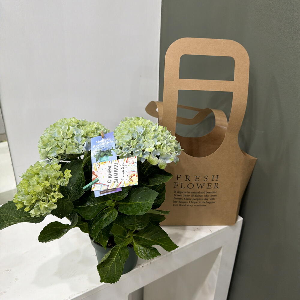 Hydrangea Гортензия крупнолистная с Днём знаний первокласснику