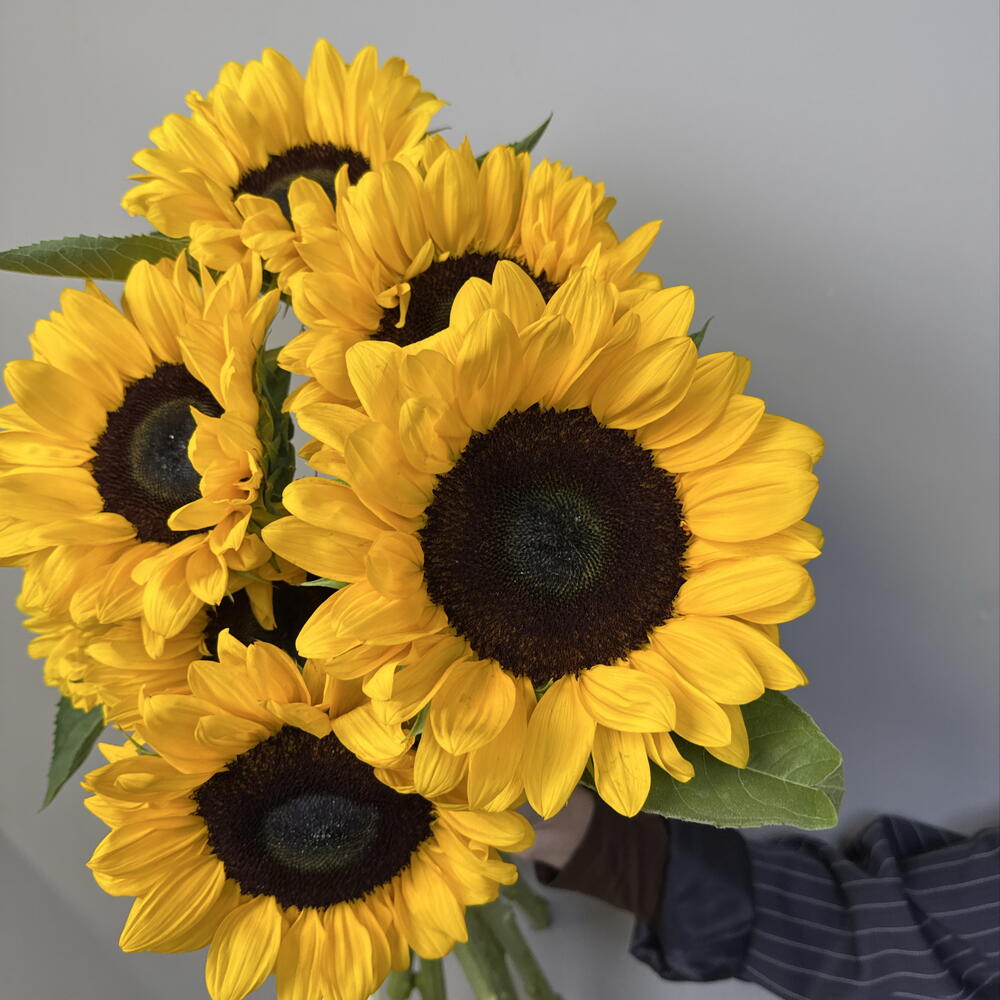 Моно букет с подсолнухами 🌼