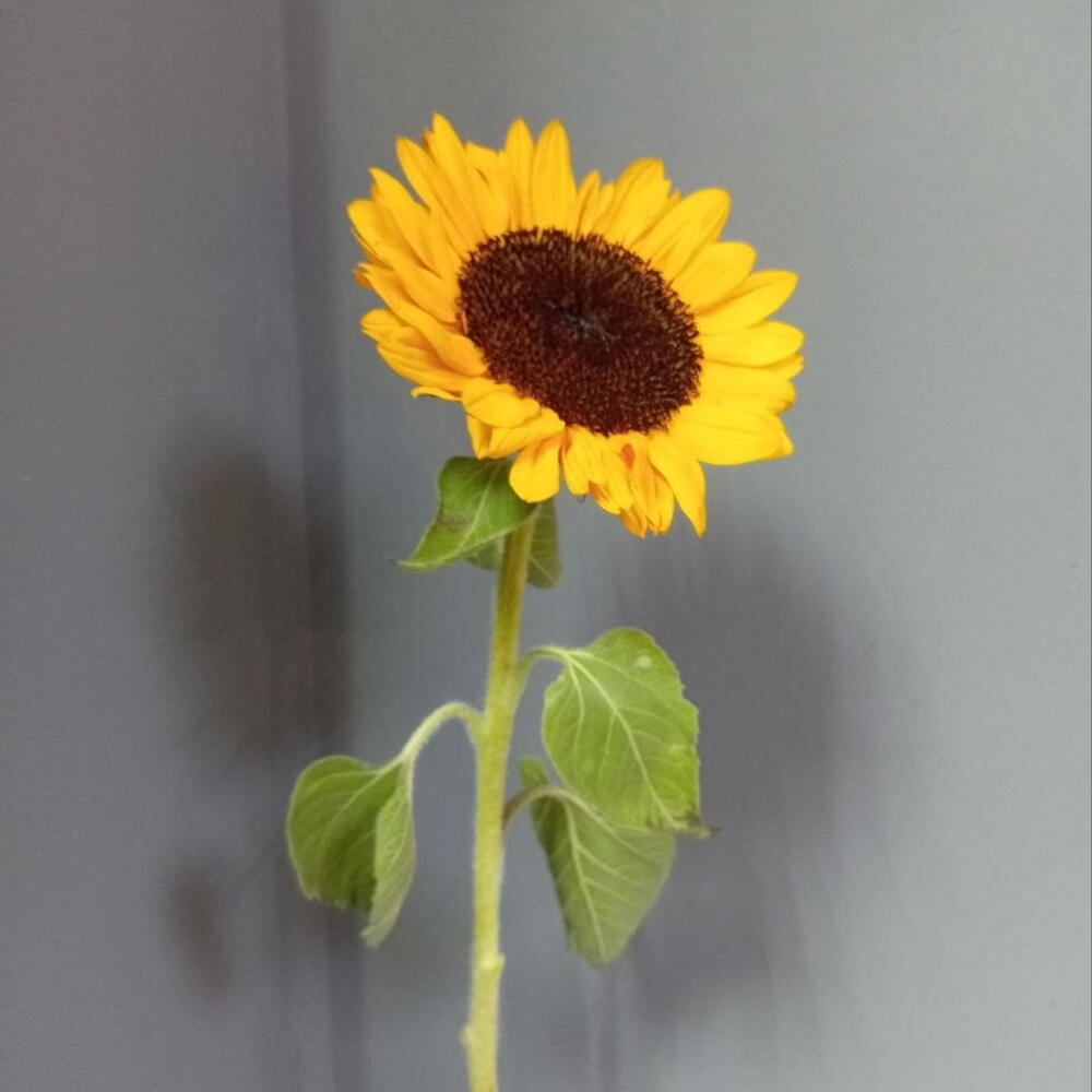 Подсолнух 🌻