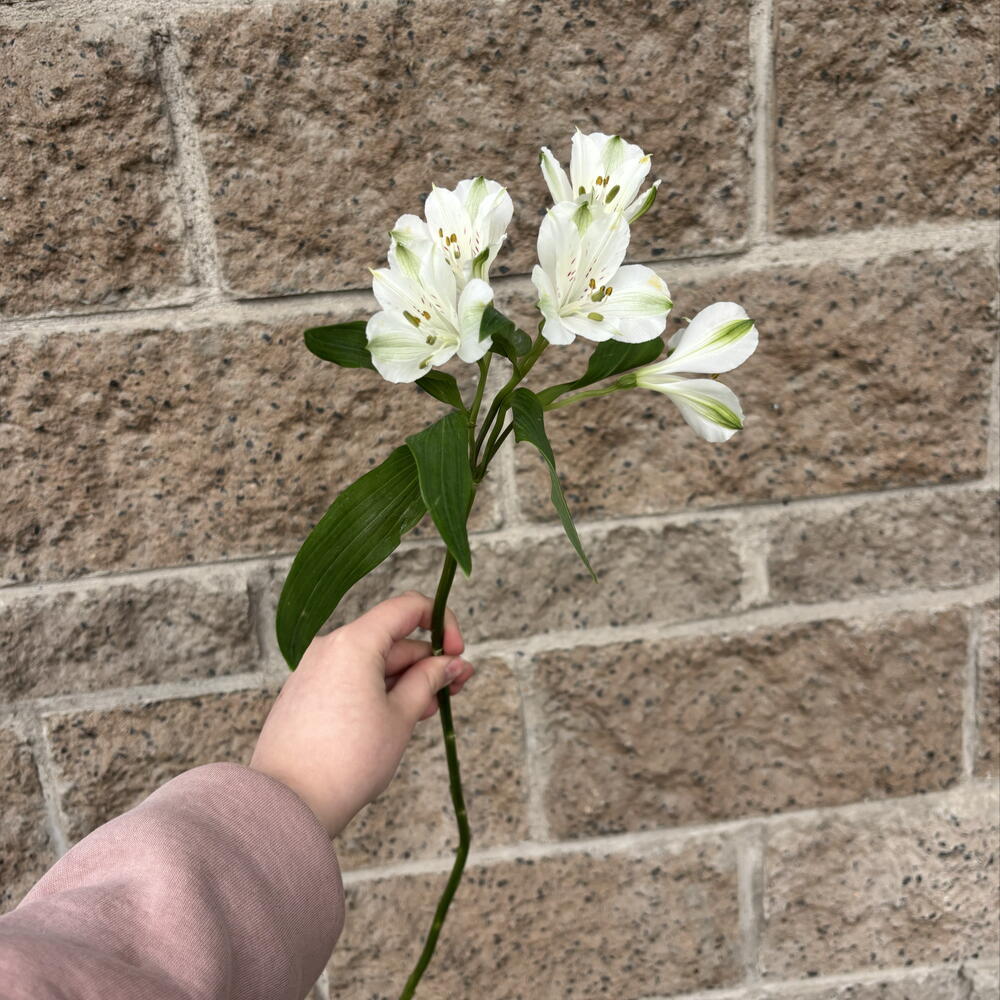 Альстромерия «Белая»