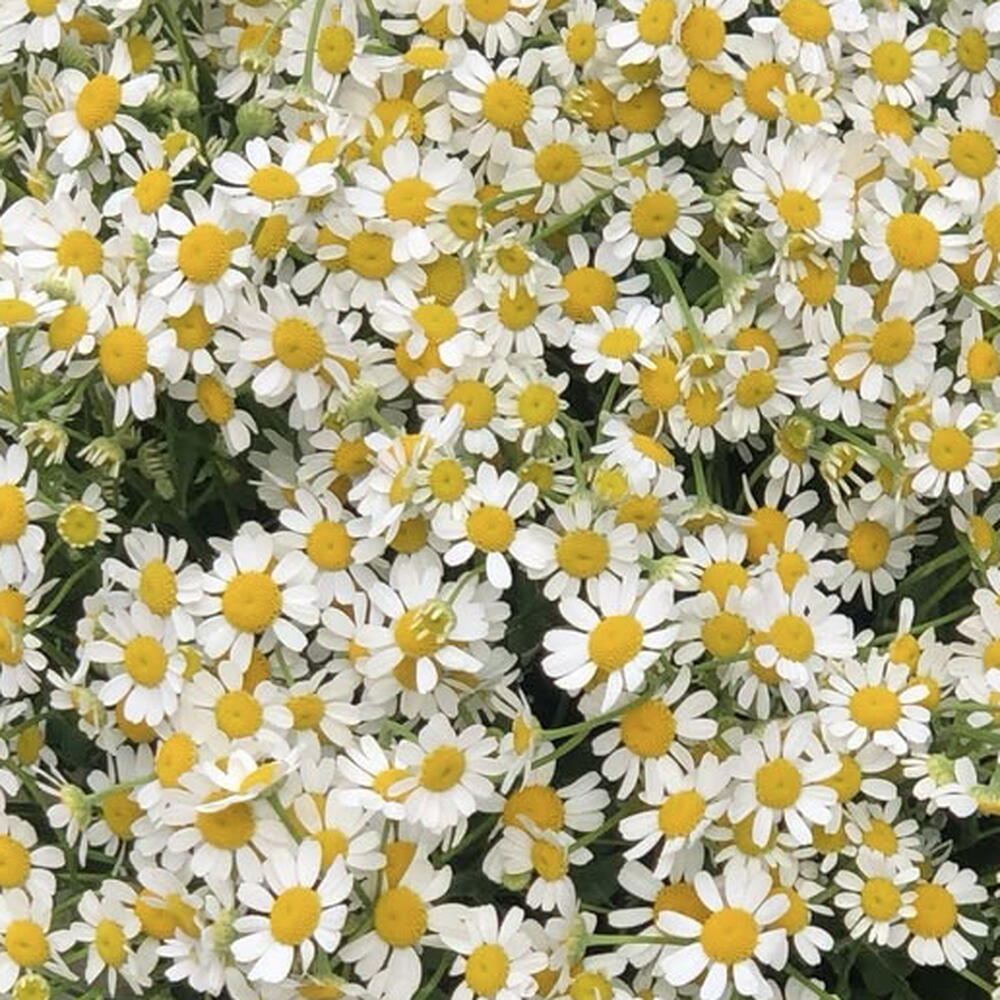 Ромашки 🌼🌼🌼