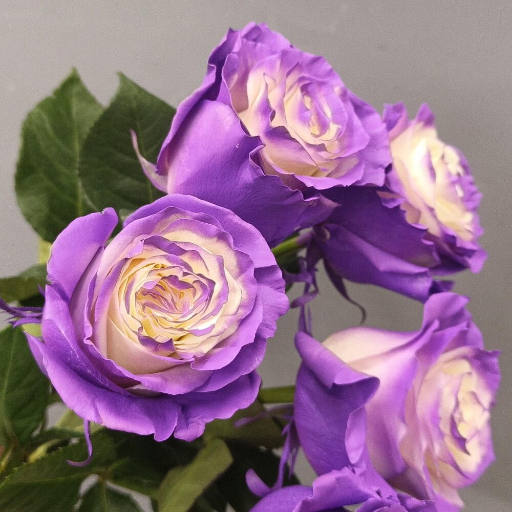 Роза Колор 5