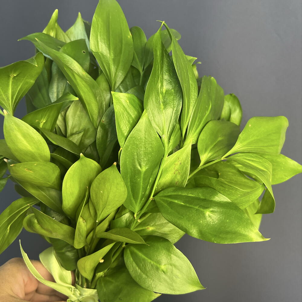 Веточки рускуса