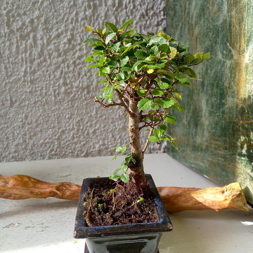 Бонсай Zelkova