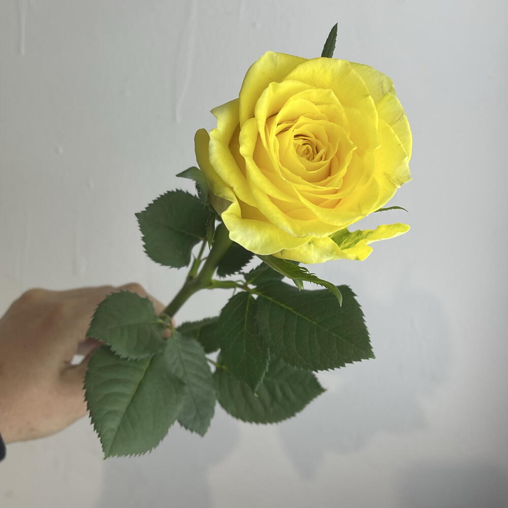 Роза жёлтая 💛