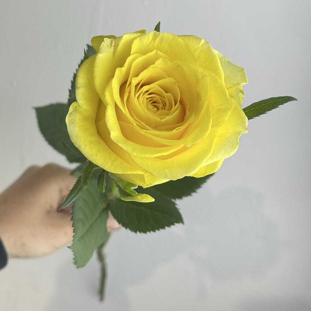 Роза жёлтая 💛