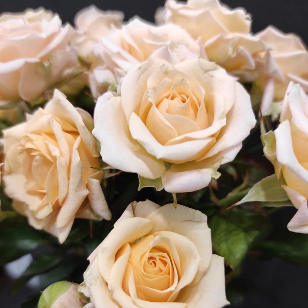 Bush Rose 5