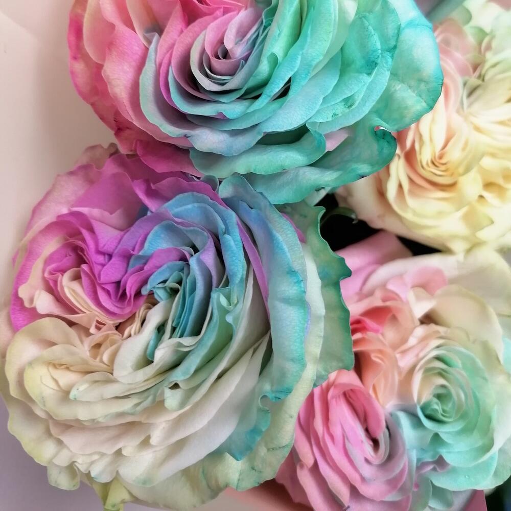 Розы Color