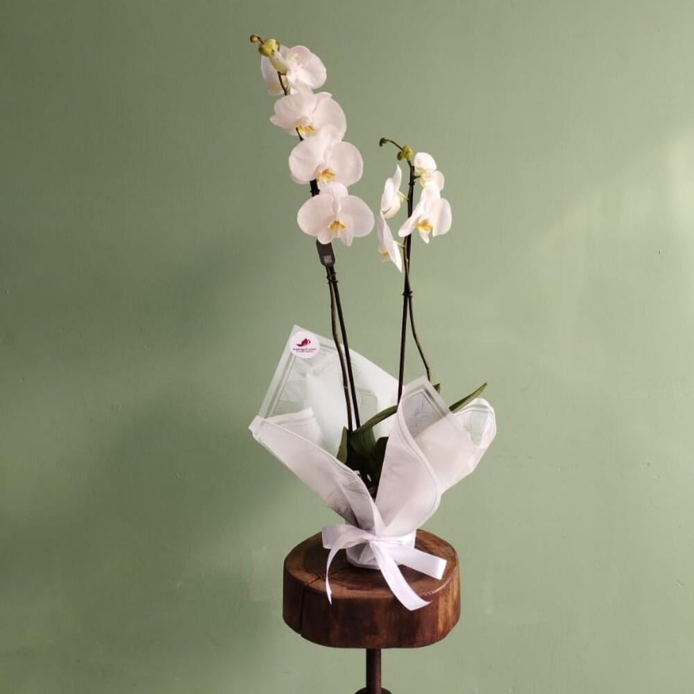 The orchid is white