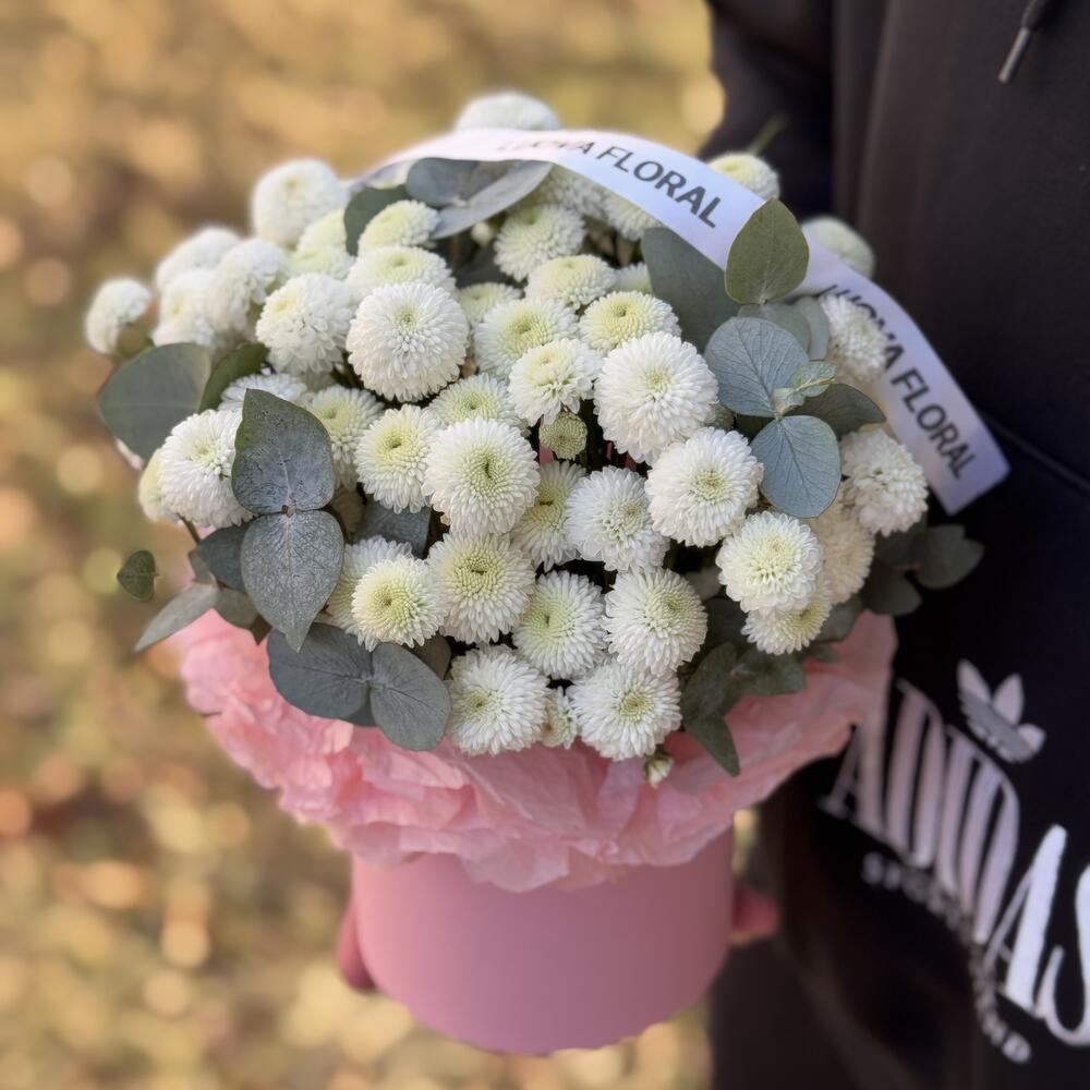 Chrysanthemum Newton in a box