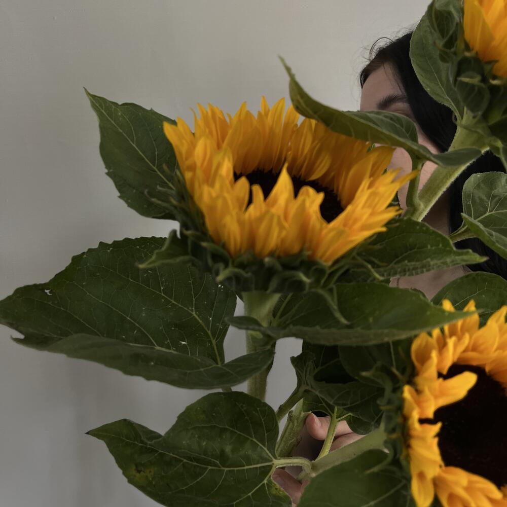 Подсолнух 🌻