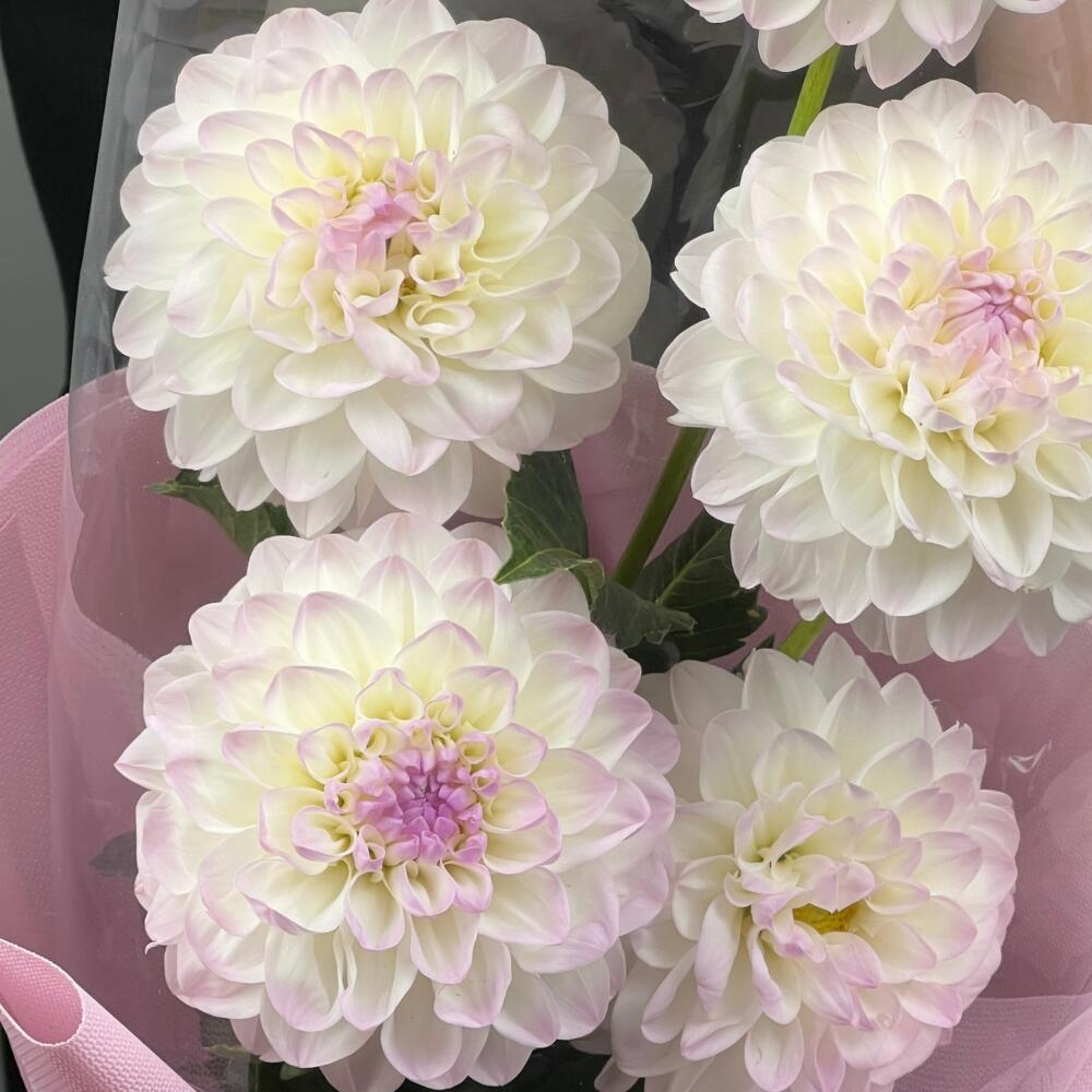 Flowers Bouquet Art Flowers Sweet Veil