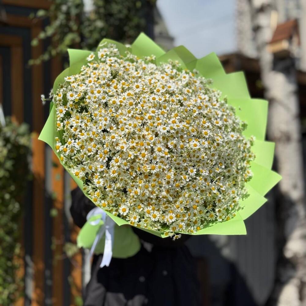 Ромашки кустовые полевые