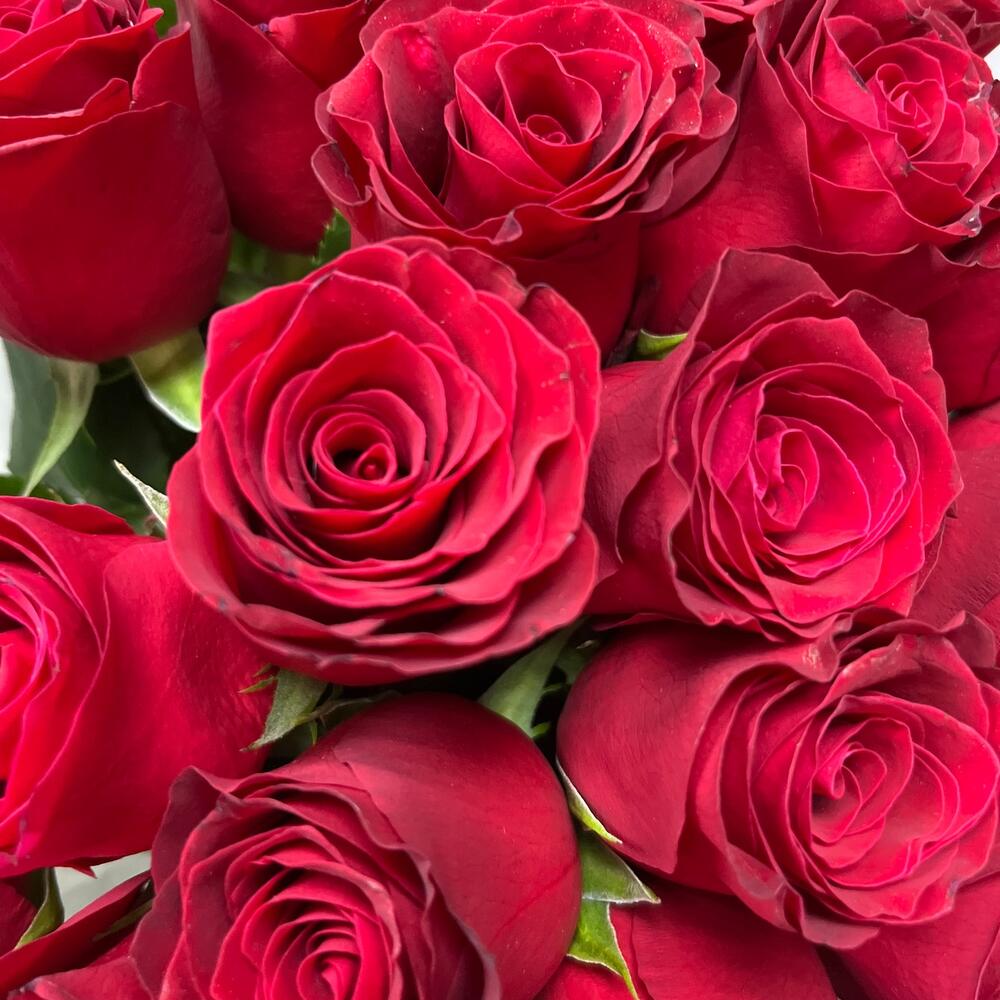 Моно из красной розы 25 штук 🌹