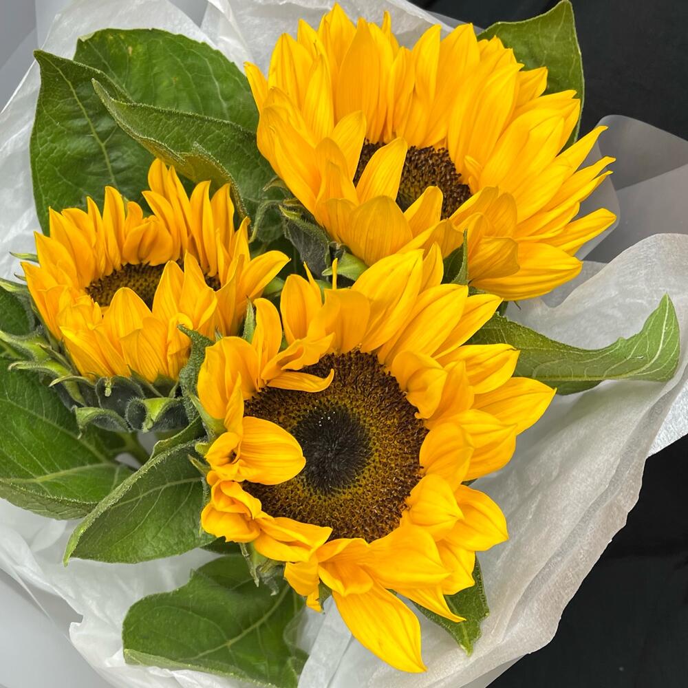 Моник из Подсолнухов 🌼
