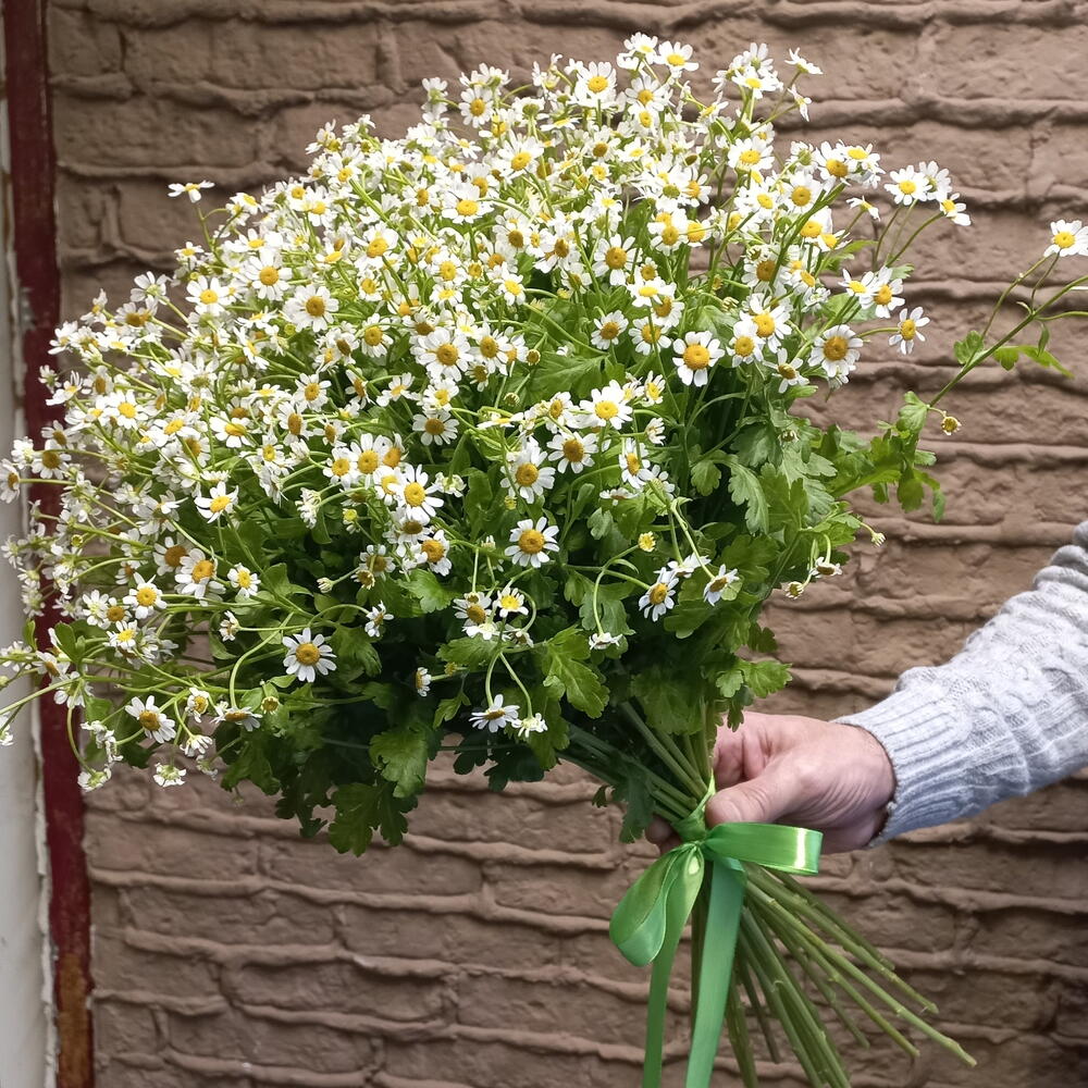 Букет из танацетума