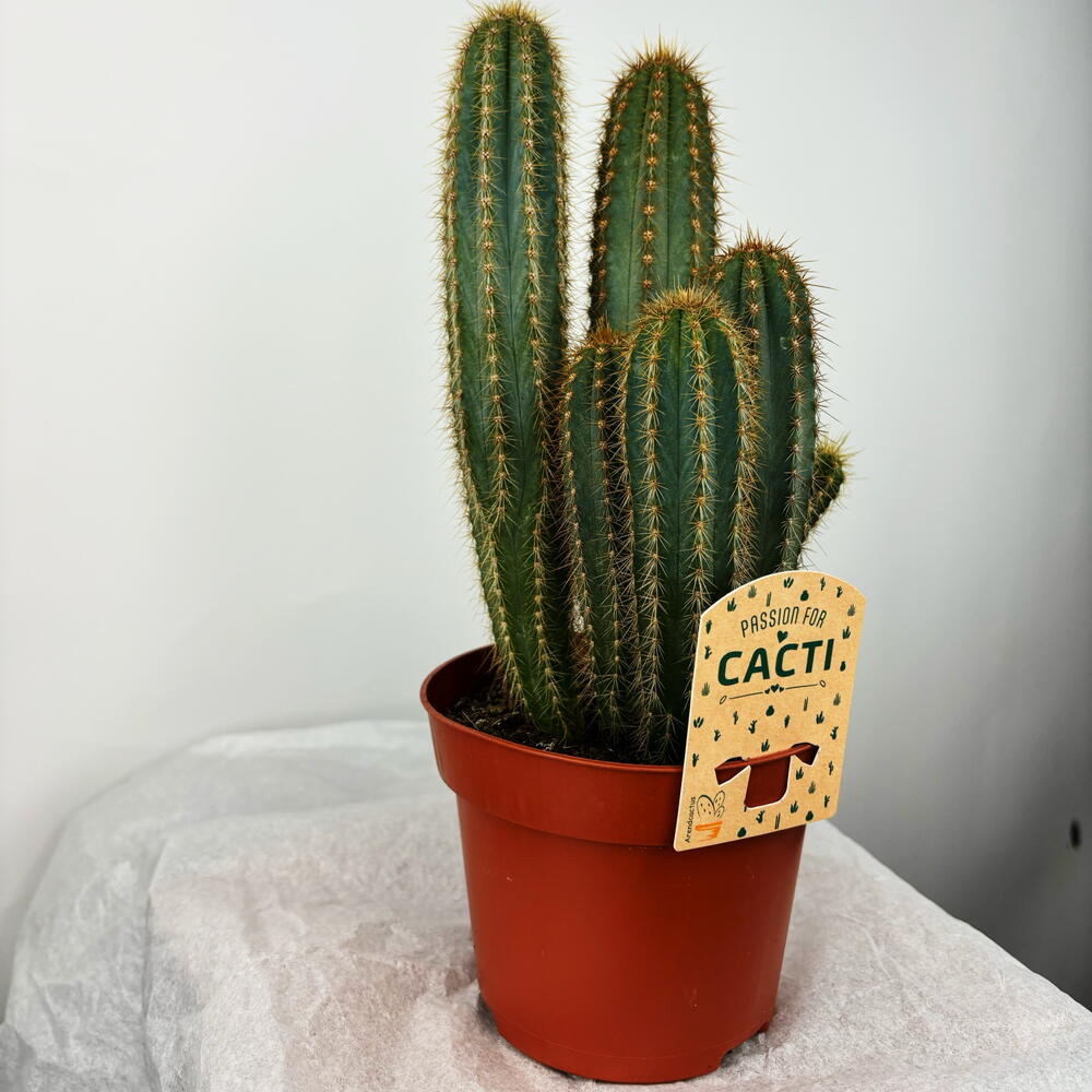 Кактус в горшке🌵