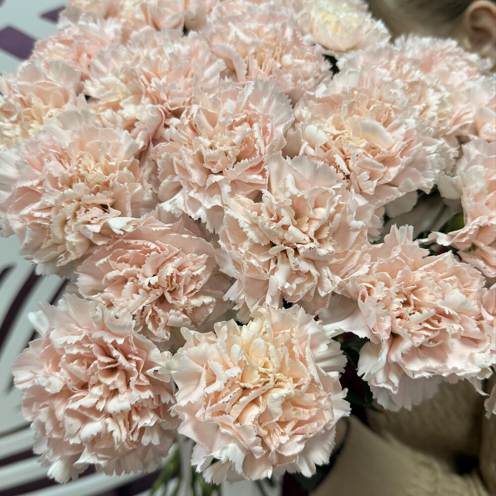 Букет розовых диантусов🌸