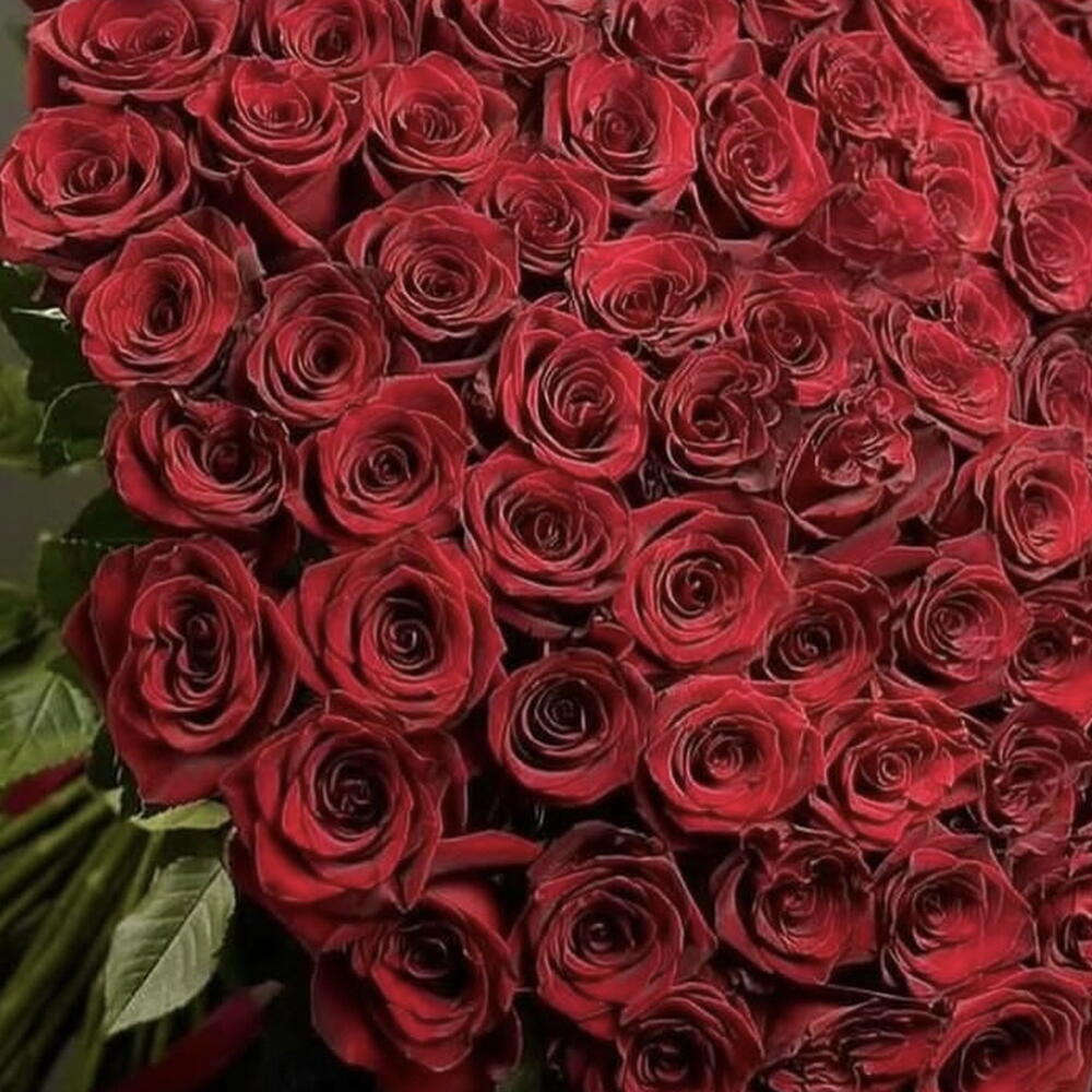 101 Голландская Роза 🌹