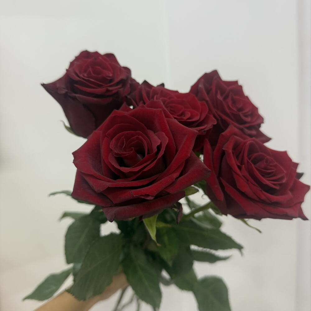5 красных роз