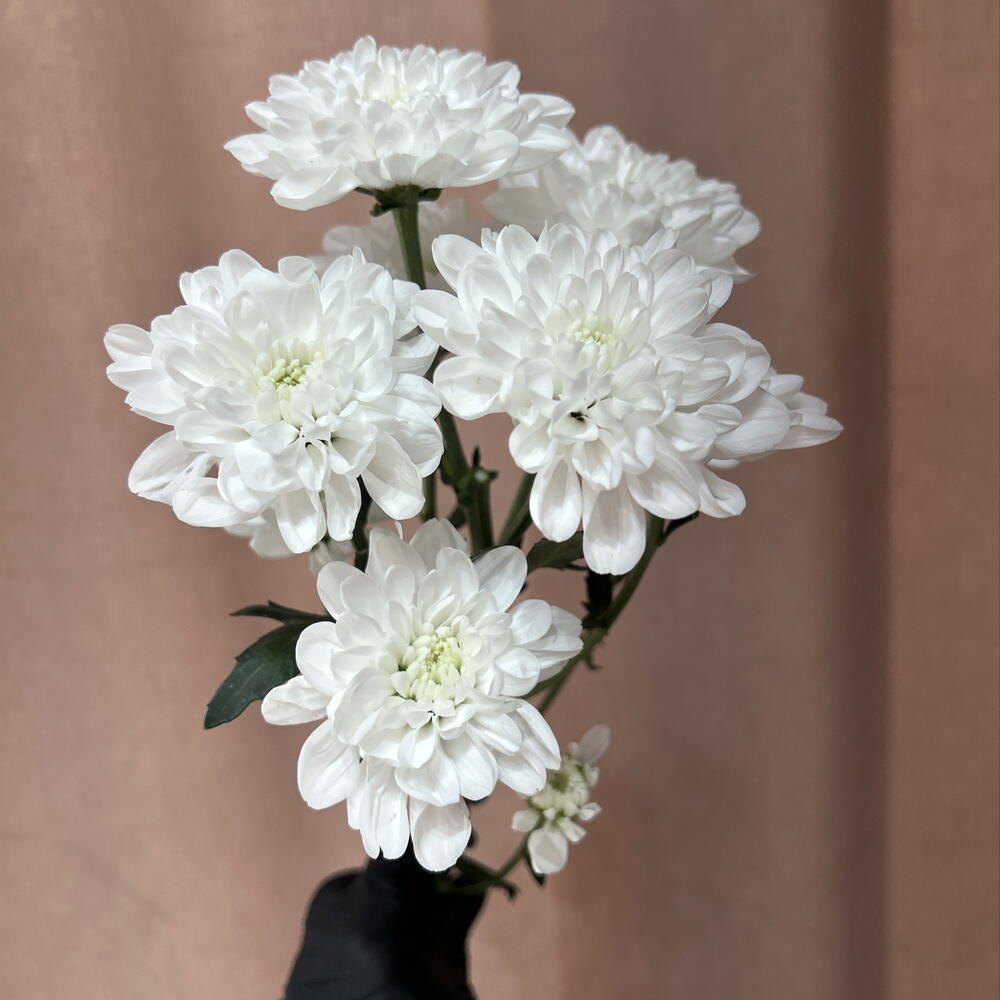 Хризантема кустовая Алтай премиум класса 🌷