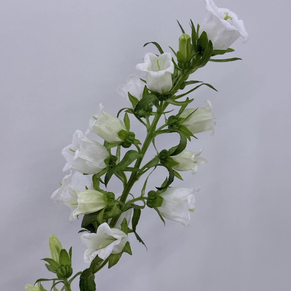 Кампанула белая (колокольчик)