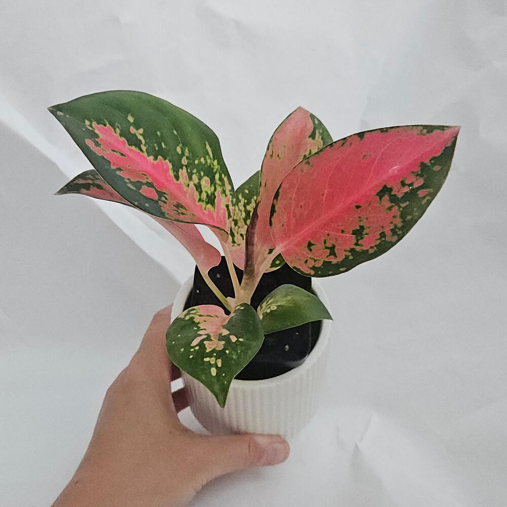 Аглаонема Спитфайер в керамическом кашпо | Живой букет | 20 см