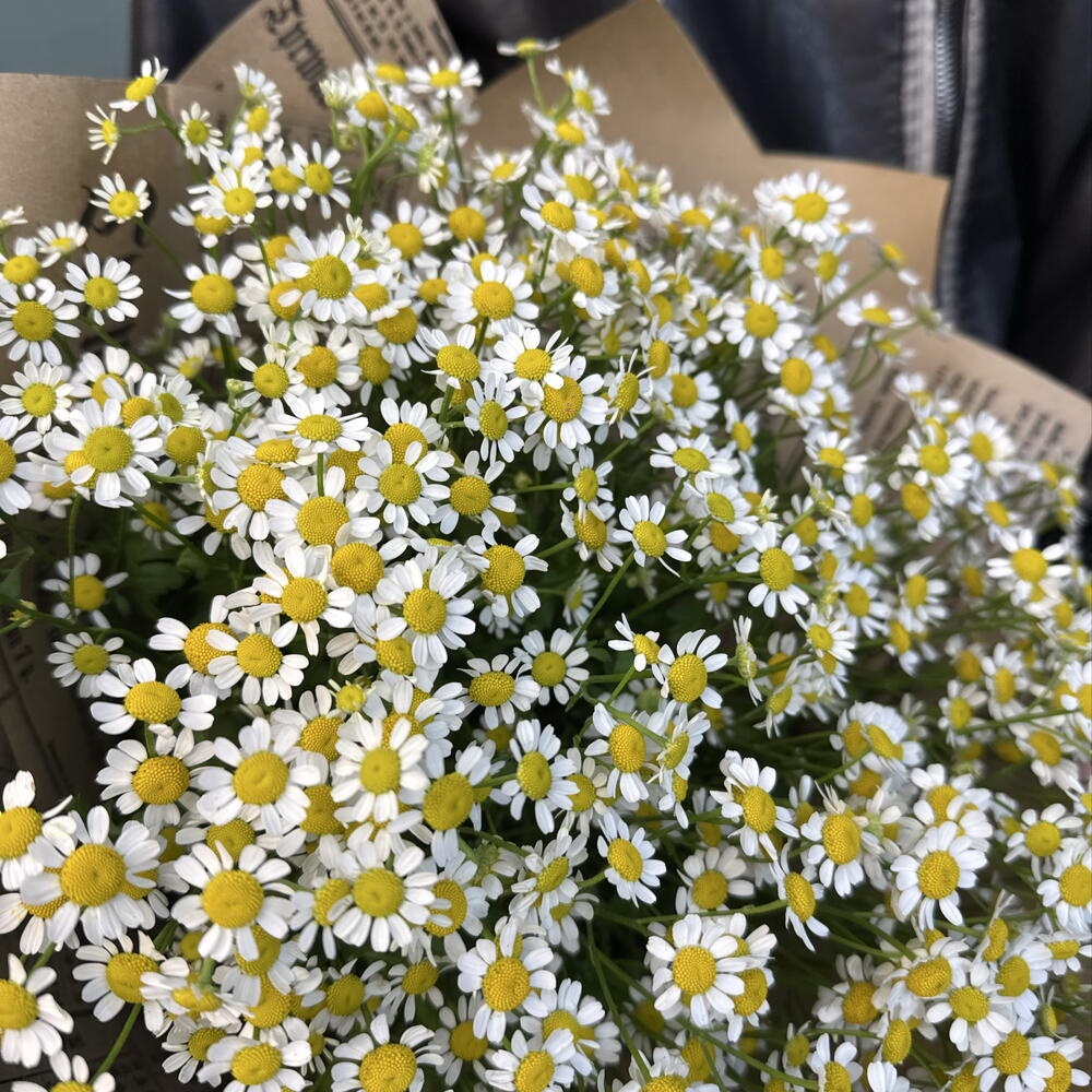 Монобукет из 15 кустовых ромашек 🌼
