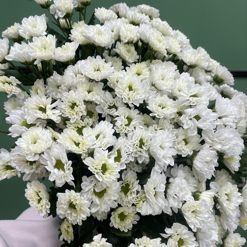 Сантини моно