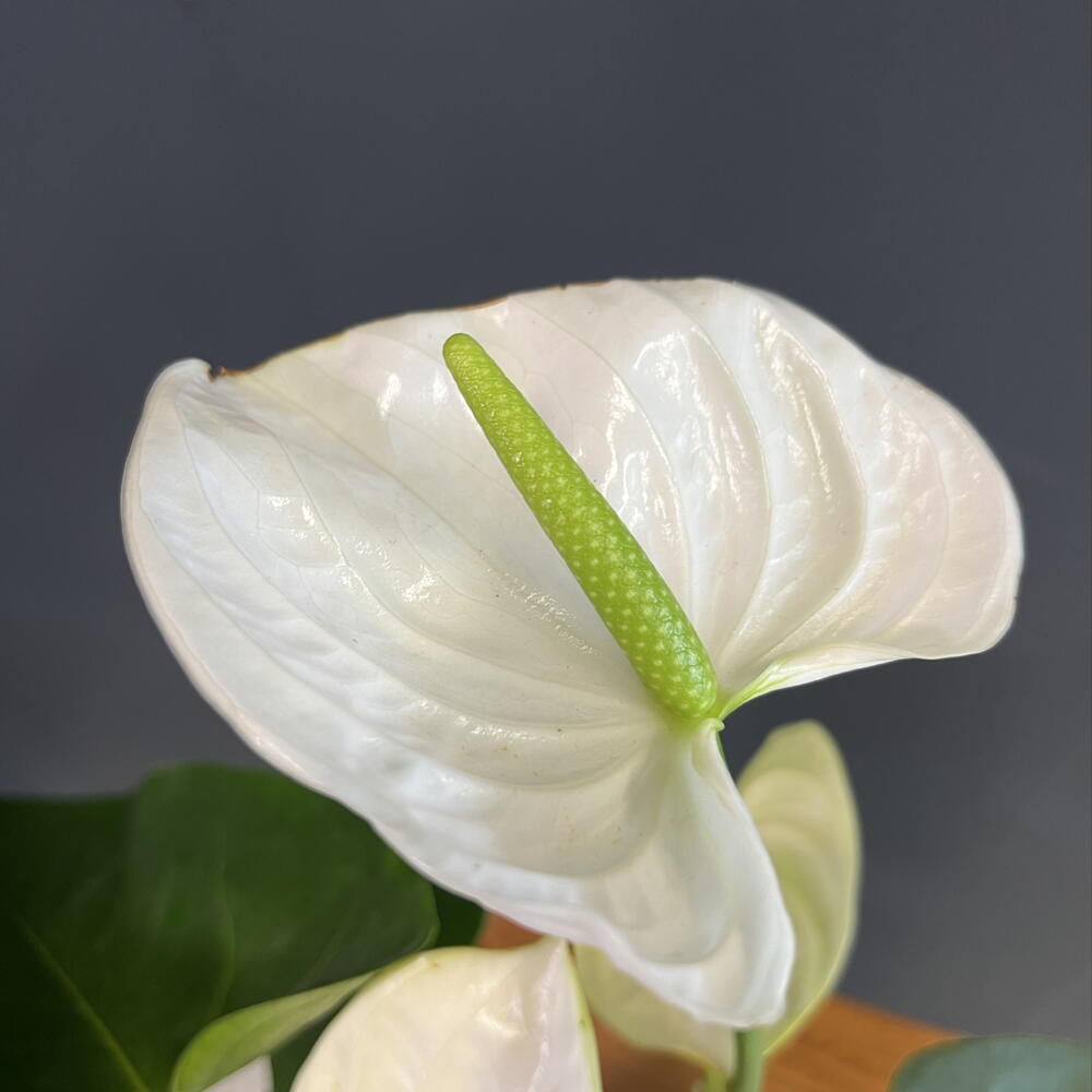 Антуриум белый