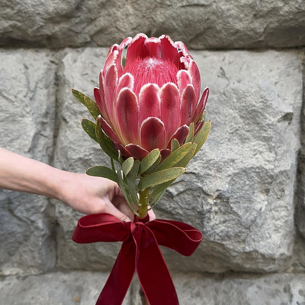 Protea Venus