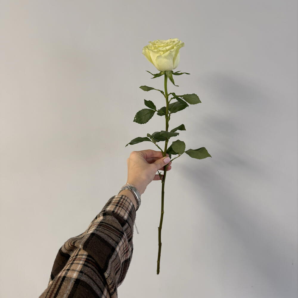 роза Лимонад💚