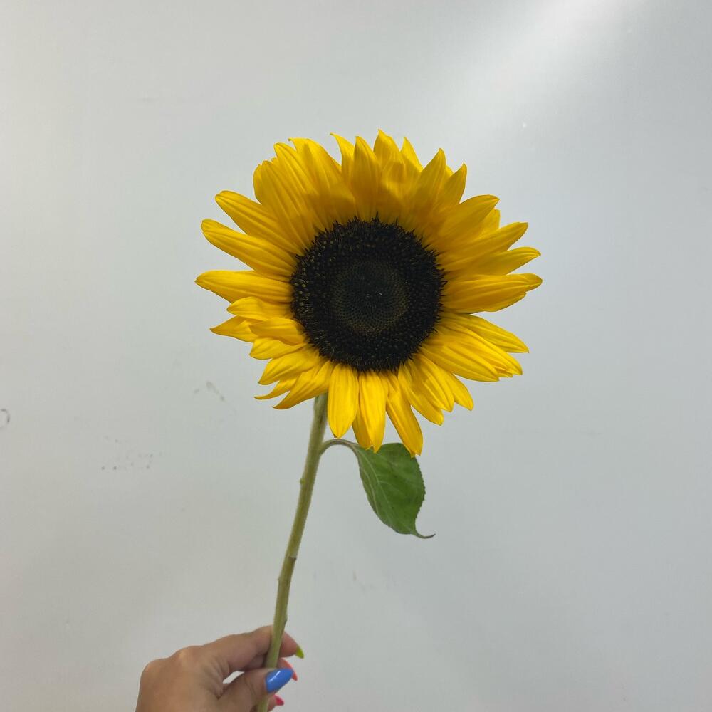 Подсолнух 🌻