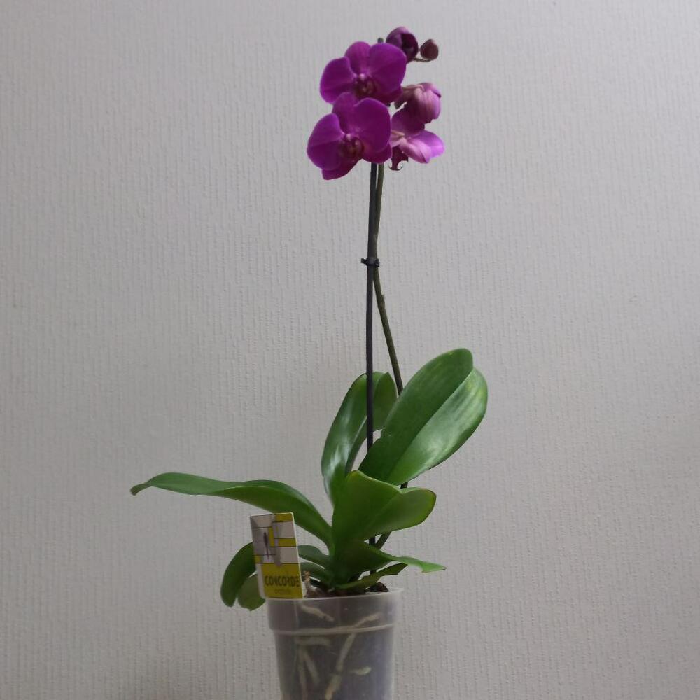 купить орхидею во владимире