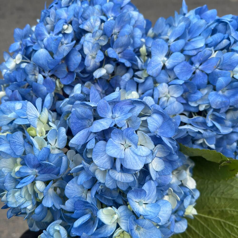 Blue Breeze