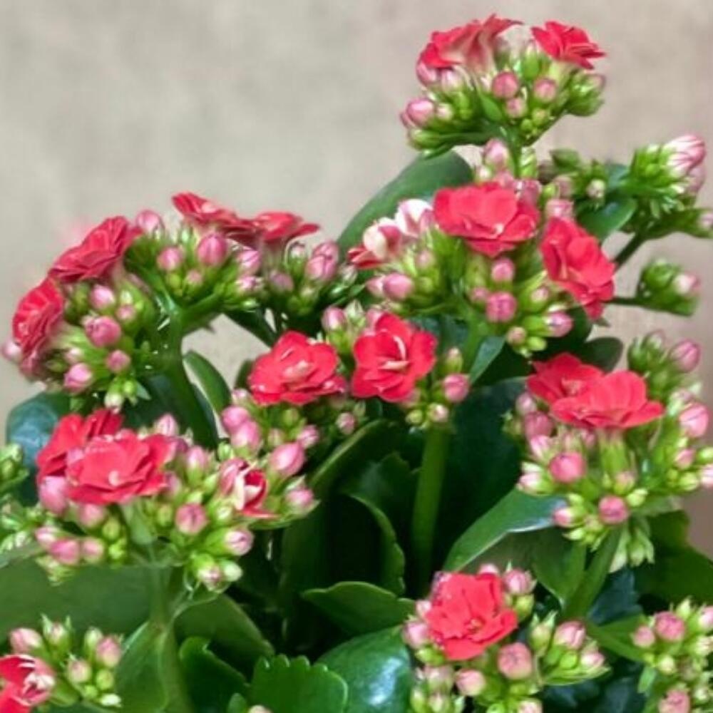 Каланхоэ(красное)
