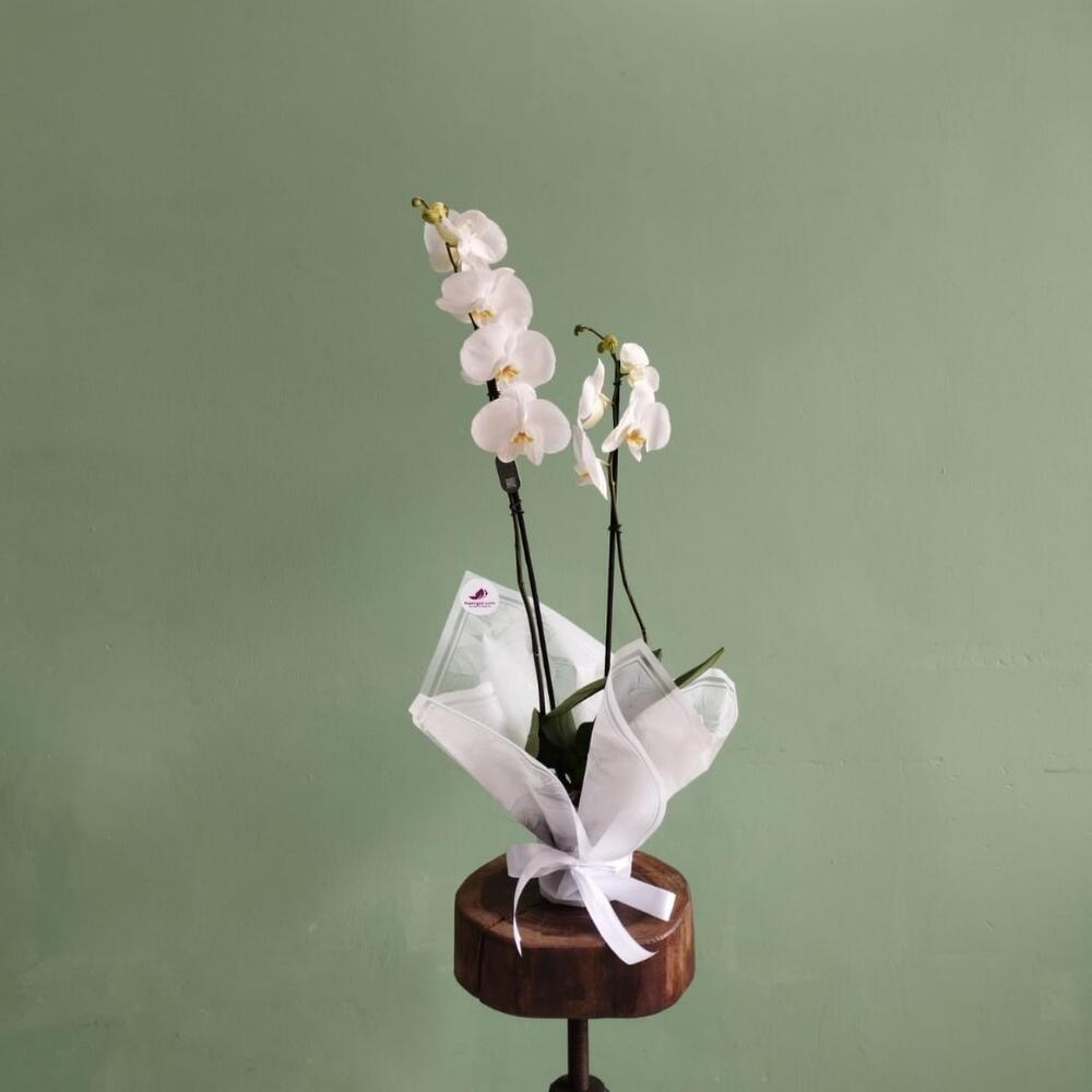 The orchid is white