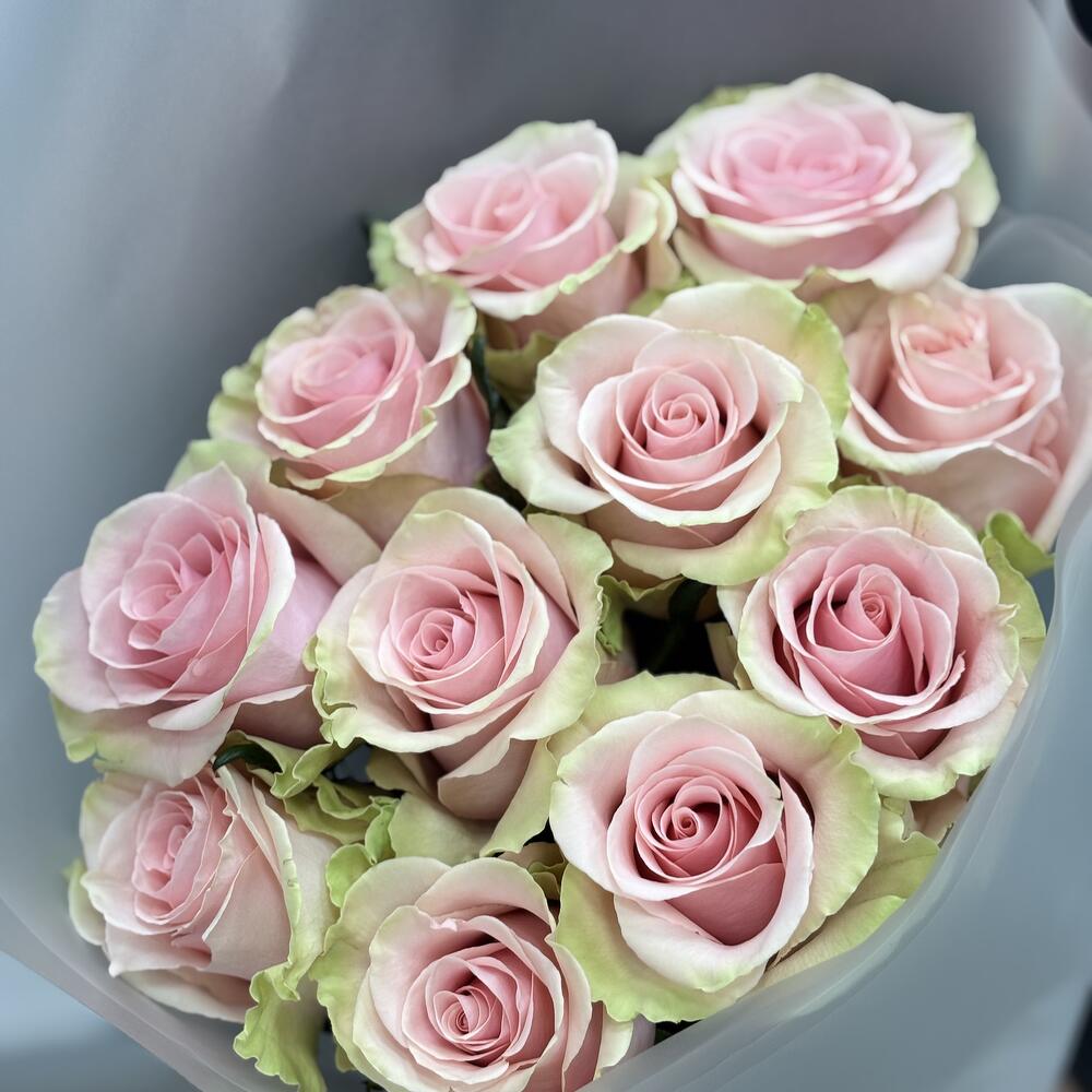 11 rosas Absolute Pink